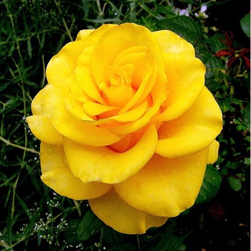 Фото Саженец чайно-гибридной розы Керио в Новосибирске Matilda Flowers