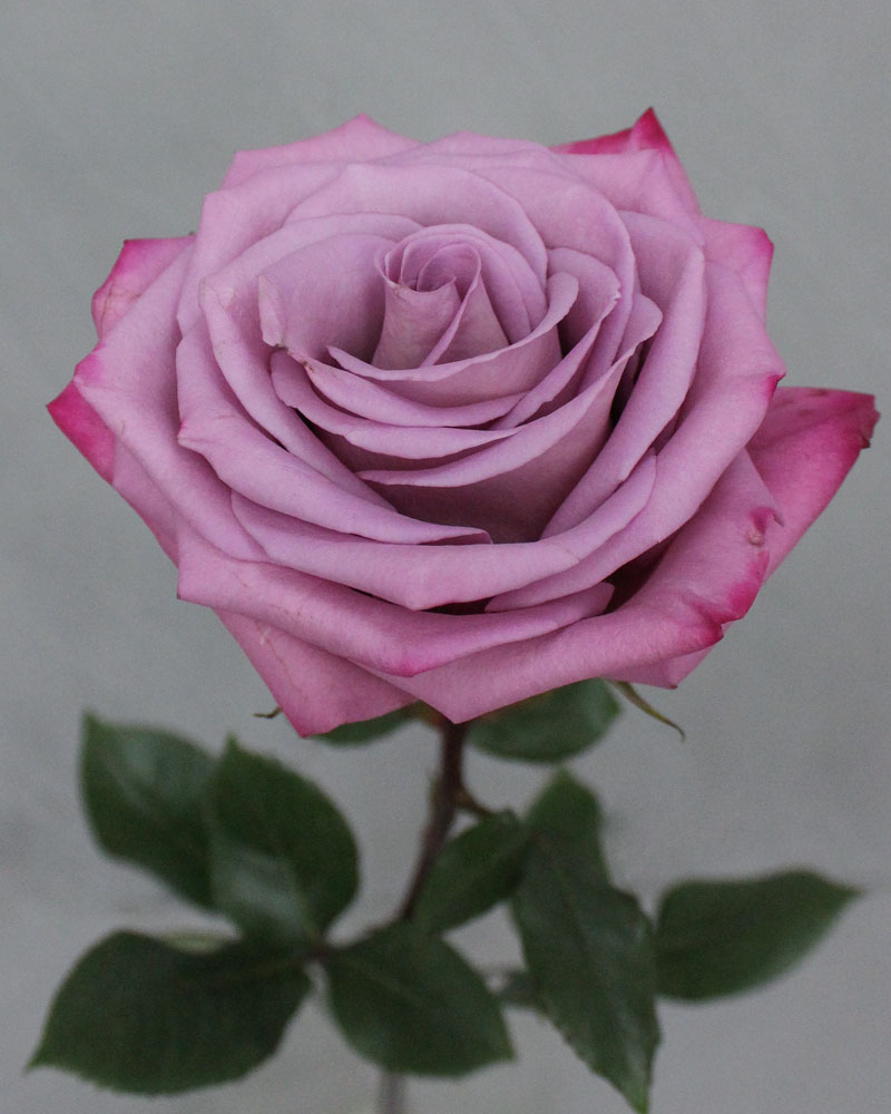 Фото Саженец чайно-гибридной розы Моди Блю в Новосибирске Matilda Flowers