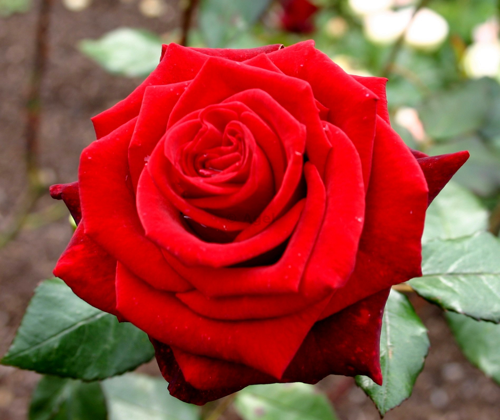 Фото Саженец чайно-гибридной розы Бургунд в Новосибирске Matilda Flowers