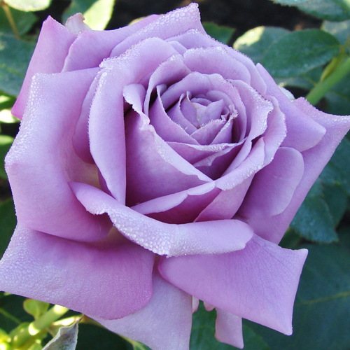 Фото Саженец чайно-гибридной розы Голубой Нил в Новосибирске Matilda Flowers