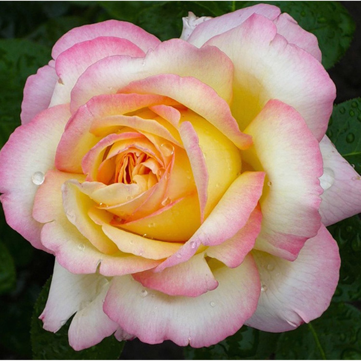 Фото Саженец чайно-гибридной розы Глория Дей в Новосибирске Matilda Flowers