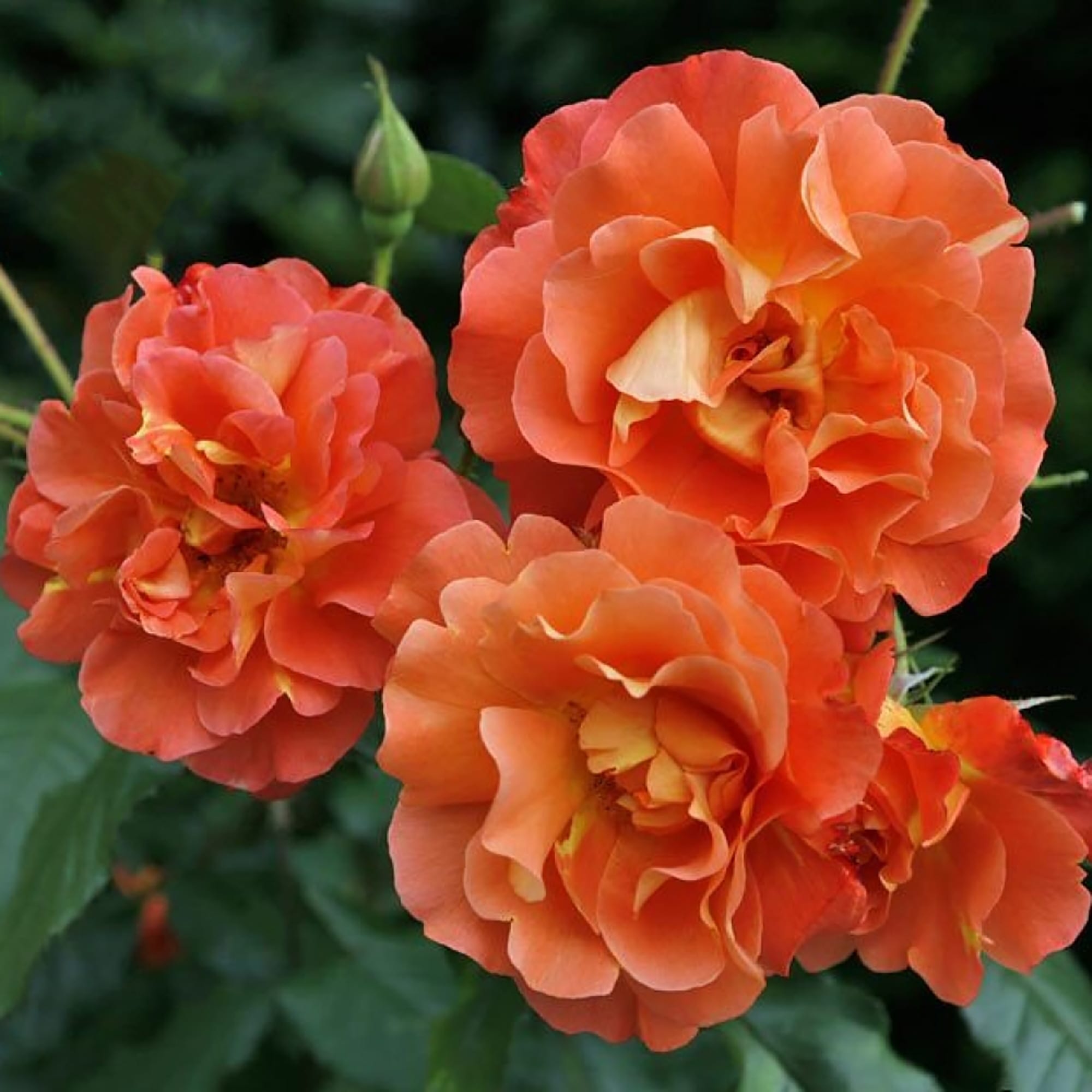 Фото Саженец парковой розы Вестерленд в Новосибирске Matilda Flowers