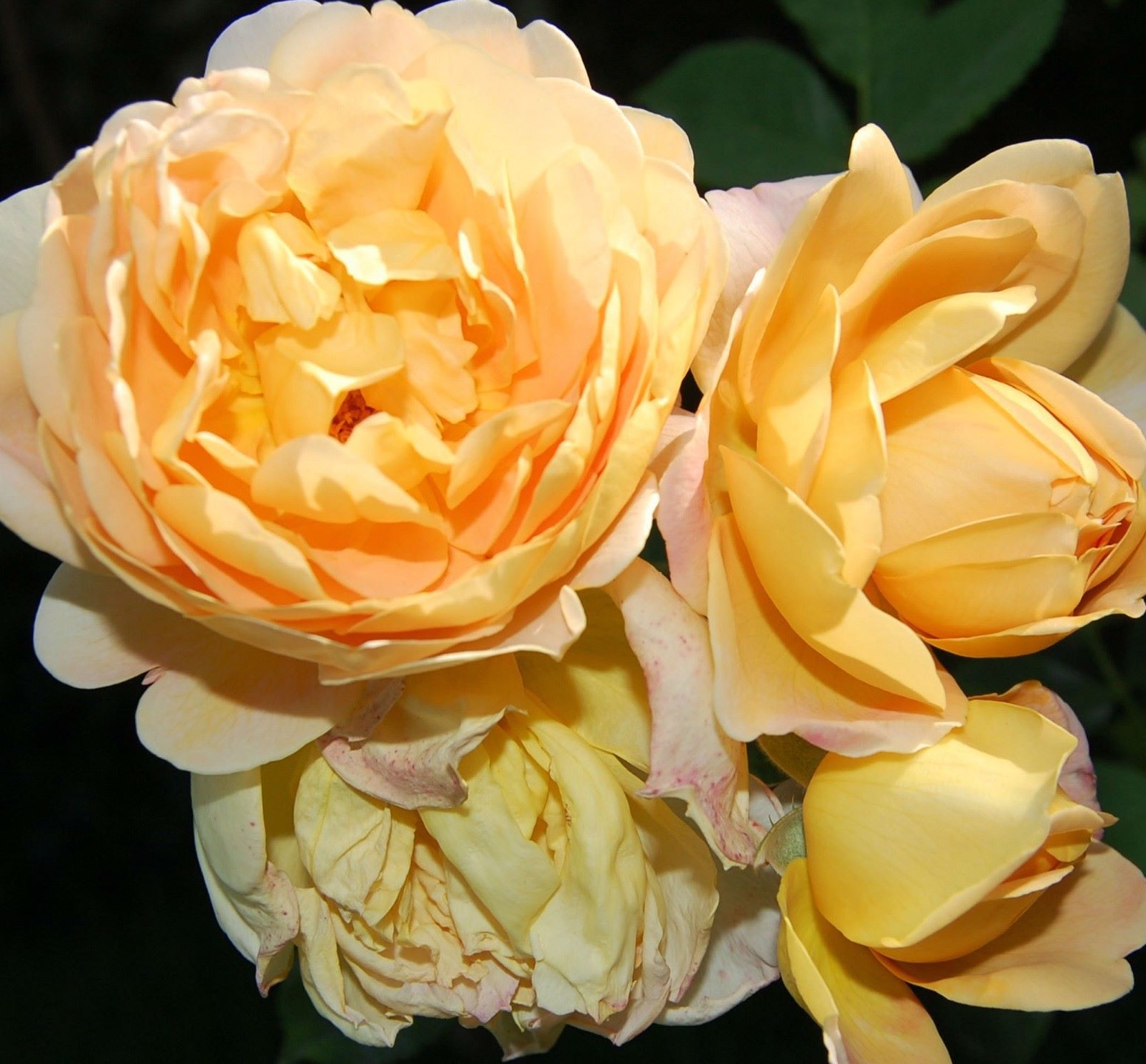 Фото флорибунда Голд Топаз в Новосибирске Matilda Flowers