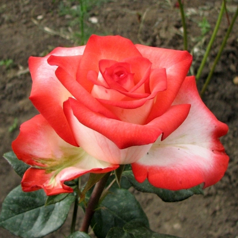 Фото Саженец чайно-гибридной розы Блаш в Новосибирске Matilda Flowers