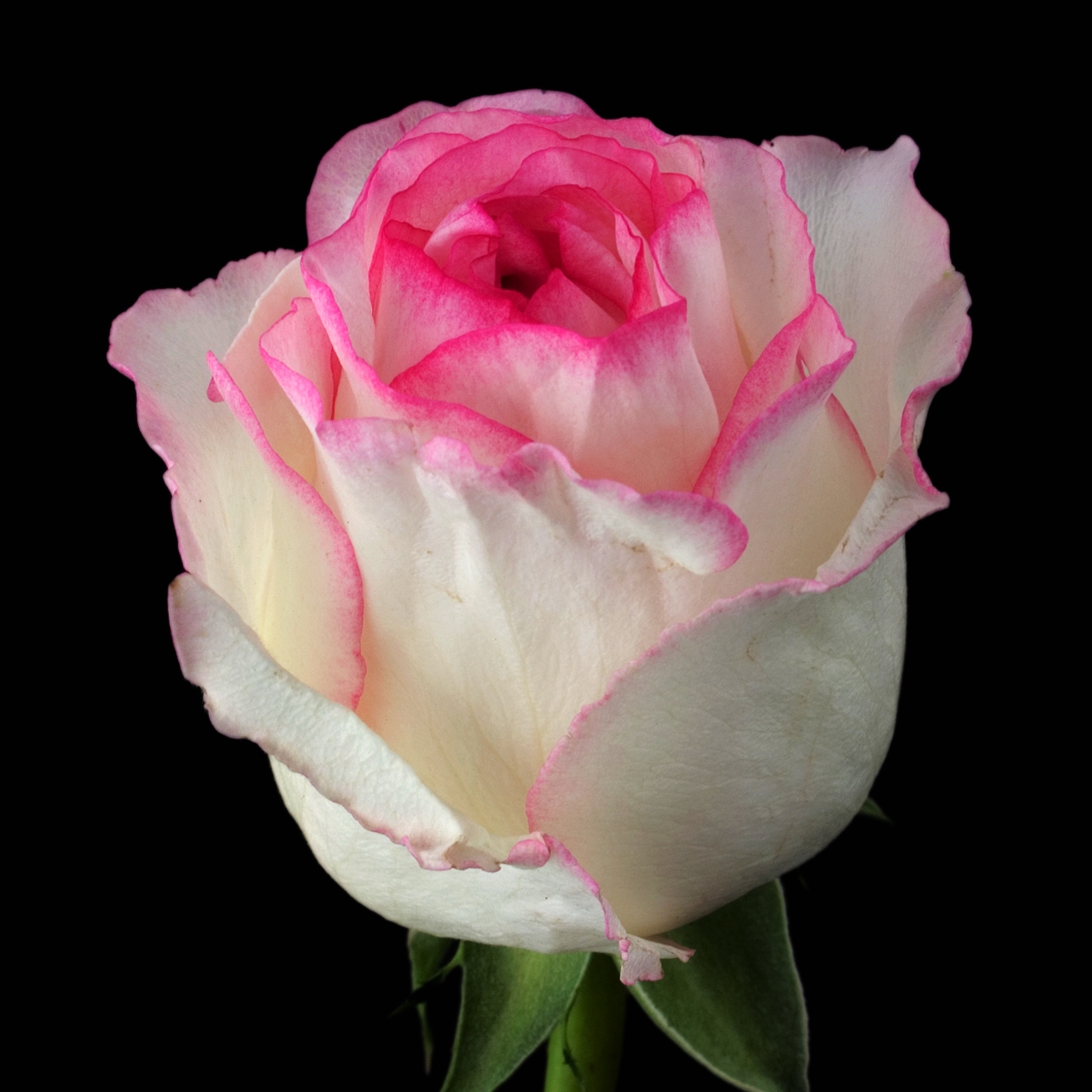 Фото Саженец чайно-гибридной розы Дольче вита в Новосибирске Matilda Flowers