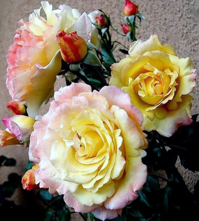 Фото Саженец чайно-гибридной розы Катрин Лаборде в Новосибирске Matilda Flowers