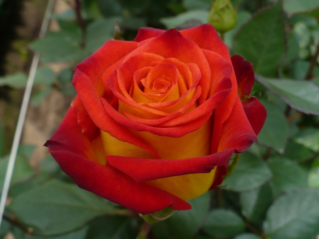 Фото флорибунда Циркус в Новосибирске Matilda Flowers