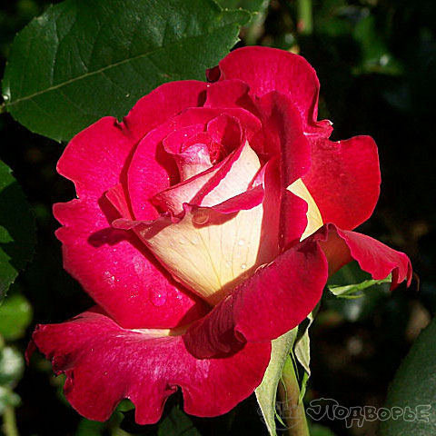 Фото Саженец чайно-гибридной розы Большой Театр в Новосибирске Matilda Flowers